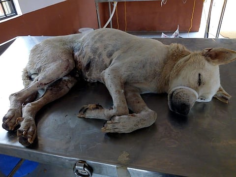 A rescued dog which is getting treated at PFA in Mysuru. (Photo | Express)