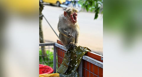 Wayanad-based photojournalist NP Jayan captured the animal's image on June 4 and passed it on to the Forest Department.