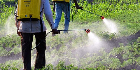 Pesticides (Photo | EPS)