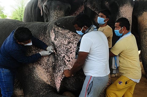 Veterinary doctors examining the elephants in Jaipur (Photo | EPS)