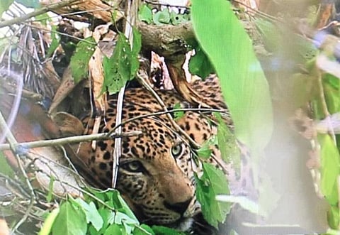 A leopard trapped in a snare meant for a wild boar at Moolankavu in Wayanad. (Photo | EPS)