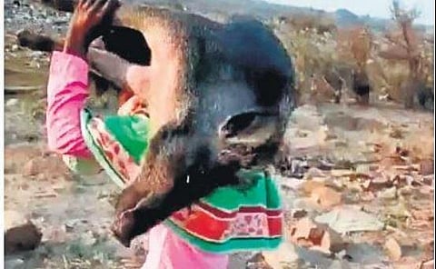 A screenshot from a TikTok video shows a man carrying a wild boar on his shoulders  | Express