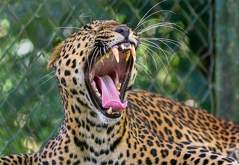 Six-year-old boy dies in leopard attack in Assam