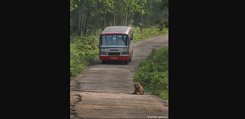 A tiger sits on the road connecting Kerala inside Nagarhole Tiger Reserve in a picture taken during 2015 (Photo | Wildlife photographer Karthik Rugvedi G R)