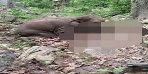 An elephant found dead in Odisha forest. (Photo | ANI)