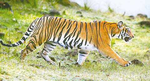 Image used for representational purpose only (Photo | EPS)