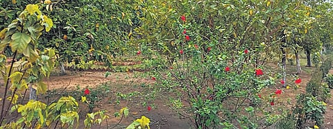 Piparwar OCM is spread over 540 acres, out of which 272 acres have been reclaimed,
