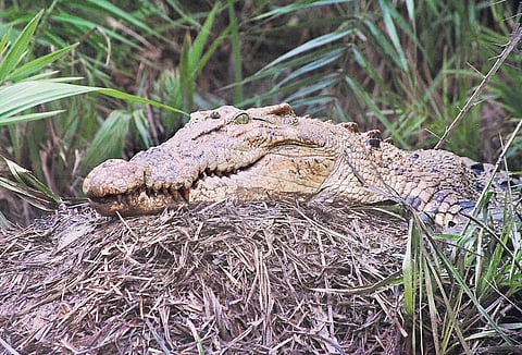 Image used for representational purpose.