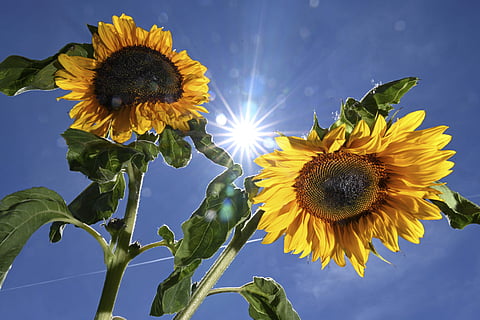 To consider the collective often means to consider more deeply the individual. (Photo | AP)