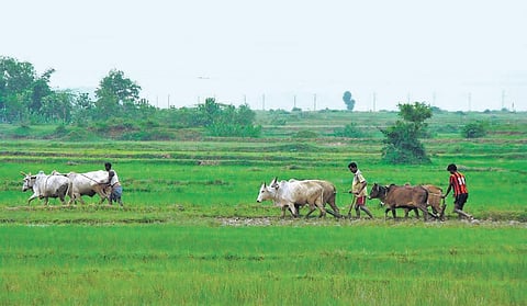 Farmers cultivating their land in a village. (Fi;e Photo| EPS)