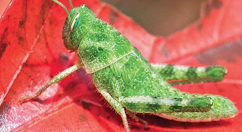 Insects in the backyard