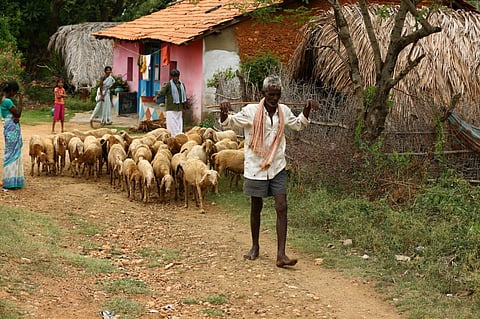 The relatives of the shepherd took the animals away to Jakkanahalli in the neighbouring Tiptur taluk for quarantine. 