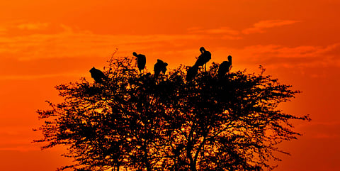 Justifying the move, forest officials say 5 km buffer area was prohibiting any sort of non-forest activity, land conversion, commercial construction and any other activity unless permitted by Chief Wildlife Warden in consultation with State and NBWL. (Pho