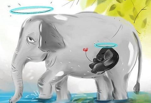 The heartbreaking death of a pregnant elephant in Kerala has left the country in a state of shock.