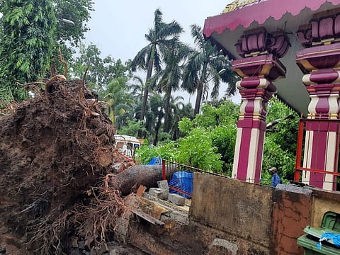 A tree lies uprooted after Cyclone Nisarga made a landfall on coastal Maharashtra. (Photo | Express0