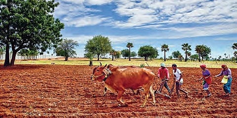 Just days after the first spell of monsoon showers brought cheer to all, farmers are seen tilling their land on the outskirts of Hyderabad on Wednesday. (Photo | EPS/Vinay Madapu)