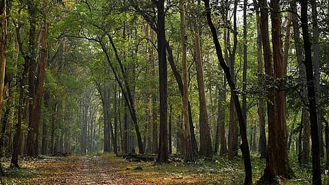 Trekking on two routes in Nilgiris and Coimbatore suspended