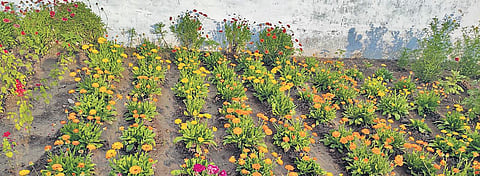 Shilpa Chhattar (above) planted saplings of Moringa, Meethi Neem, Snapdragon, Lily, Marigold among others | express