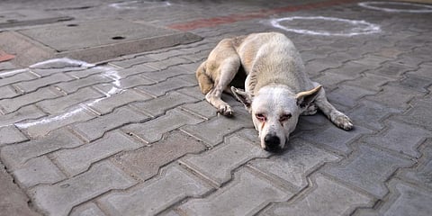 For representational purposes (Photo | PTI)