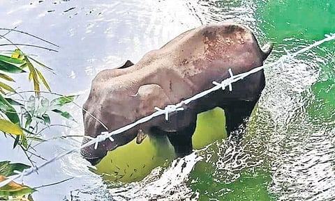The deceased elephant (Photo| Mohan Krishnan)