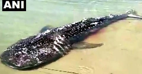 Carcass of 21-feet-long whale shark washed ashore on Tamil Nadu's beach
