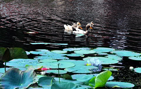 Ducks taking a swim at the Simhachalam Koneru. (Photo | G Satyanarayana, EPS)
