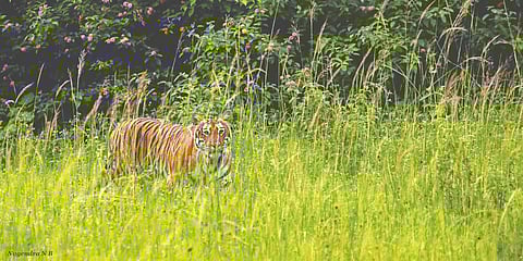 Tiger hiding behind a bush at Bandipur Tiger Reserve. (Photo | EPS)