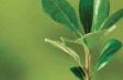 Thiruvananthapuram to be Kerala’s first ‘Pachathuruthu’ district