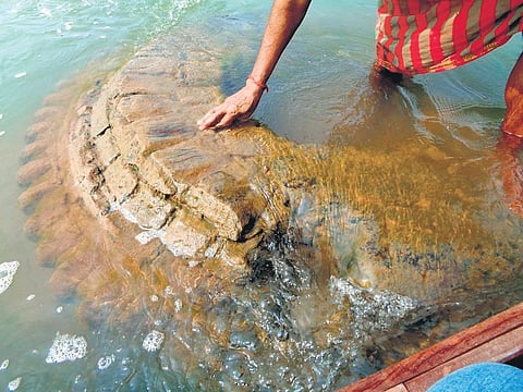 ‘Mastaka’ of the submerged temple I Express