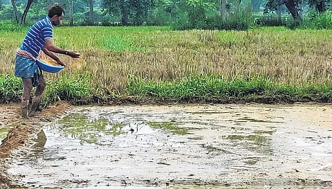 A farmer sowing paddy seeds in a village in Sambalpur I EXPRESS