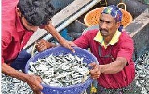 Fishermen unload a catch of sardine at Muthalapozhi harbour in Thiruvananthapuram | File pic