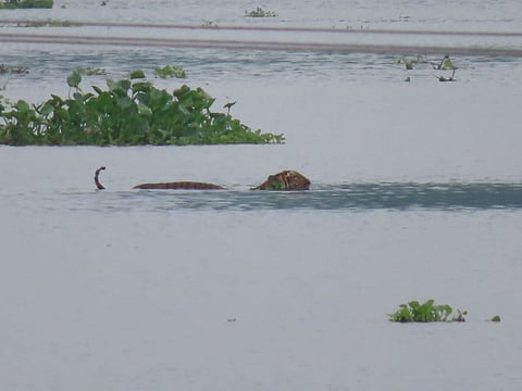 A tiger in the flooded Kaziranga National Park (Photo | EPS)