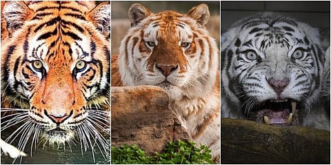 From the flood-hit Kaziranga National Park appeared a tigress with golden fur. While the social media exploded over the big cat's majesty and rare look, experts weren't very happy about the celebration, TNIE explains everything you need to know about the 