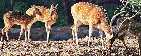 Poachers have targeted sambar deer (File photo)