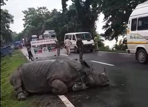 A rhino straying out from the flood-hit national park (Photo | EPS)