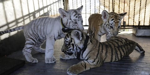 Three Bengal tiger cubs, one white, one golden and one yellow, play in their cage. (Photo | AFP)