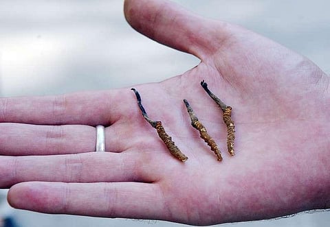 Himalayan Viagra yield registers drastic decline: Study