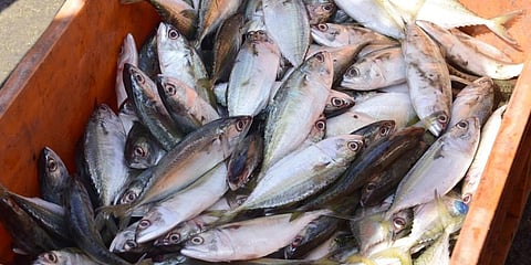 Centre targets scaling up the fisheries sector to help India achieve $ 5 trillion economy
