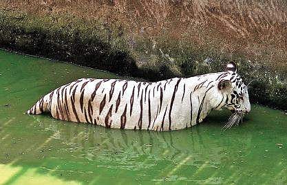 White tiger cooling off in the pond in its enclosure at Nandankanan Zoo near Bhubaneswar. (File photo| Irfana, EPS)