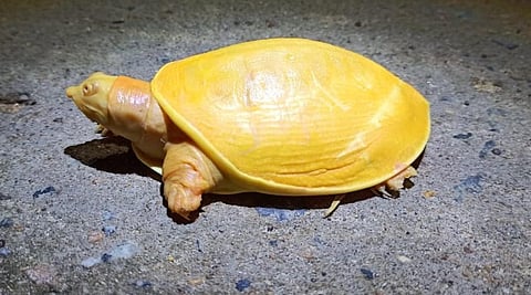 The yellow turtle was rescued by locals from Sujanpur village in Balasore district. (Photo | ANI)