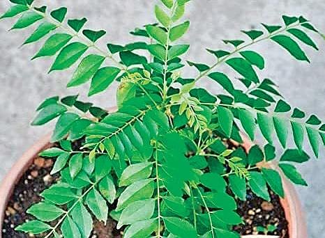 Bringing home greener pastures