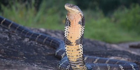 Representational image