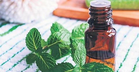 Eucalyptus oil is useful in repelling flies.