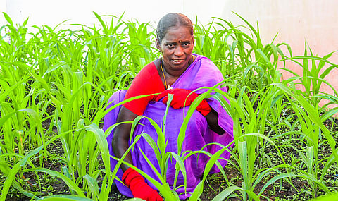 Parameswari working in her farmland at Vaitheeswarankoil