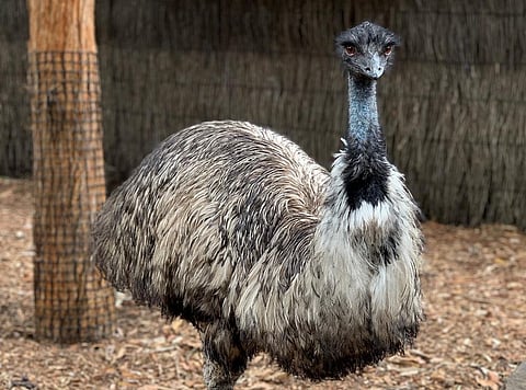 While Australian pubs occasionally have a parrot in the bar, emus are not indoor birds. (Photo | Pexels.com)
