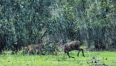 The Sambar and spotted deer at Dammanakatte range in Nagarahole National Park during showers on Wednesday | Udayshankar S
