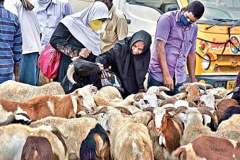 A muslim woman checking the teeth of a goat to assess its age and health before the purchase| p jawahar
