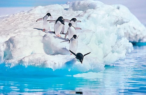 Gentoo Penguins and Dolphin splash across the water, while the Adélies Penguins leap happily in playful strides.