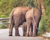 The elephant calf struggles to cross a vertical barrier in Nadugani Ghat Road