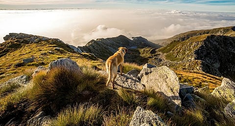 For representational purposes